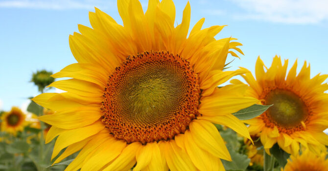 When Do I Start Taking Vitamin D? image